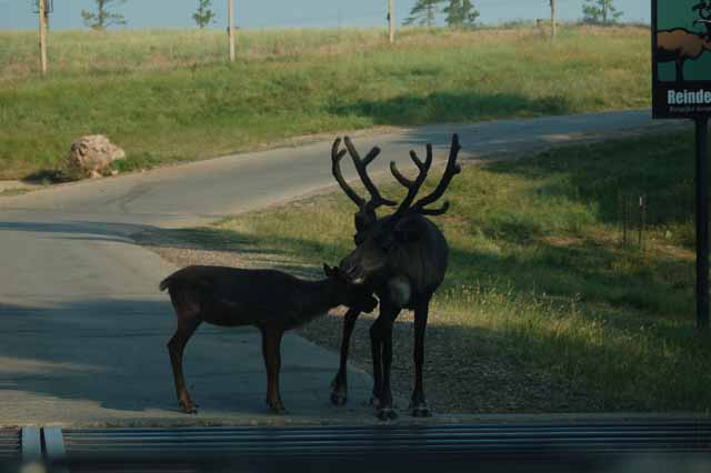 mother reindeer and babe